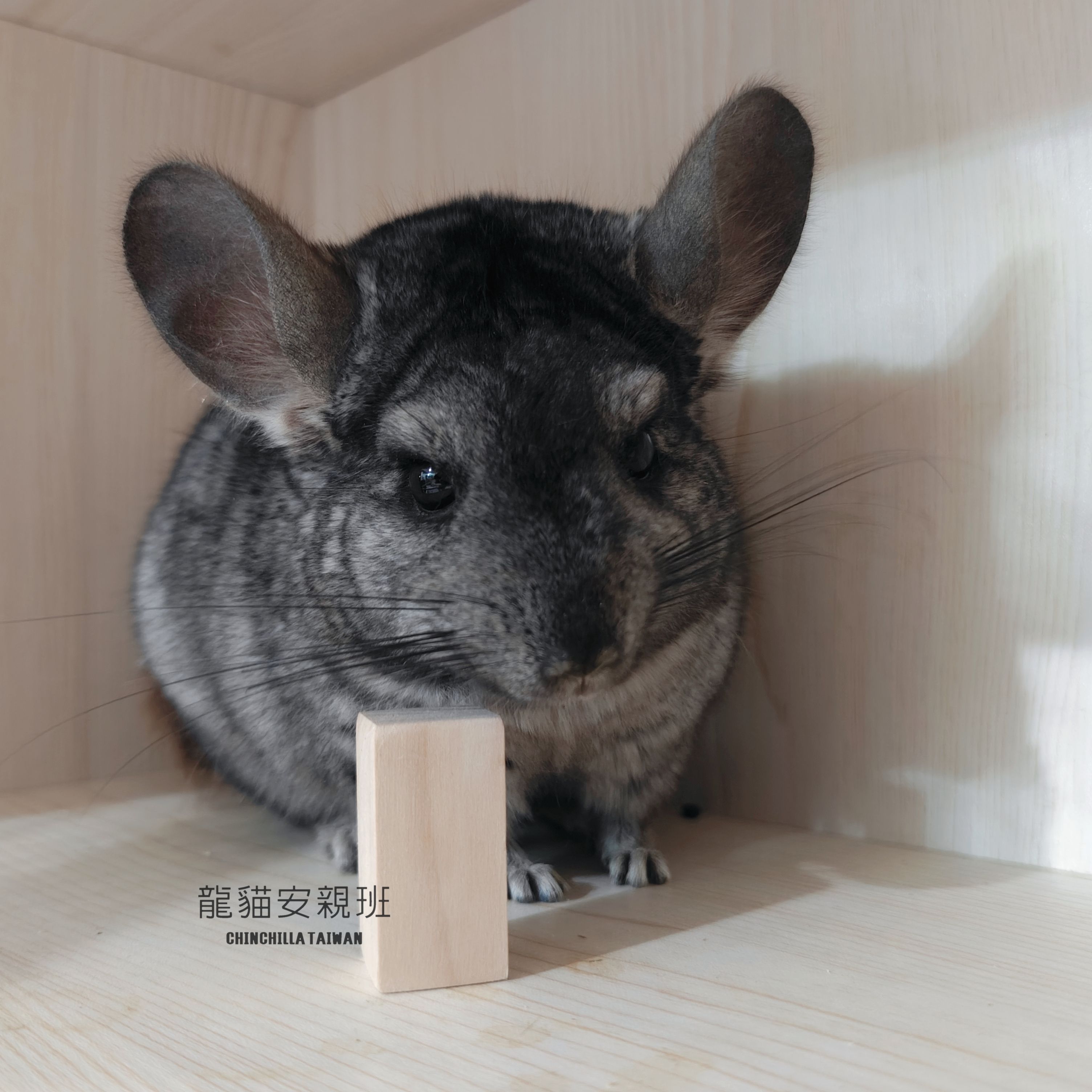 🏡龍貓安親班-高雄總店🏡「台灣現貨」歐洲進口白楊木 台灣製 4入一組 龍貓啃木 木塊玩具 啃咬木塊 兔子 天竺鼠 倉