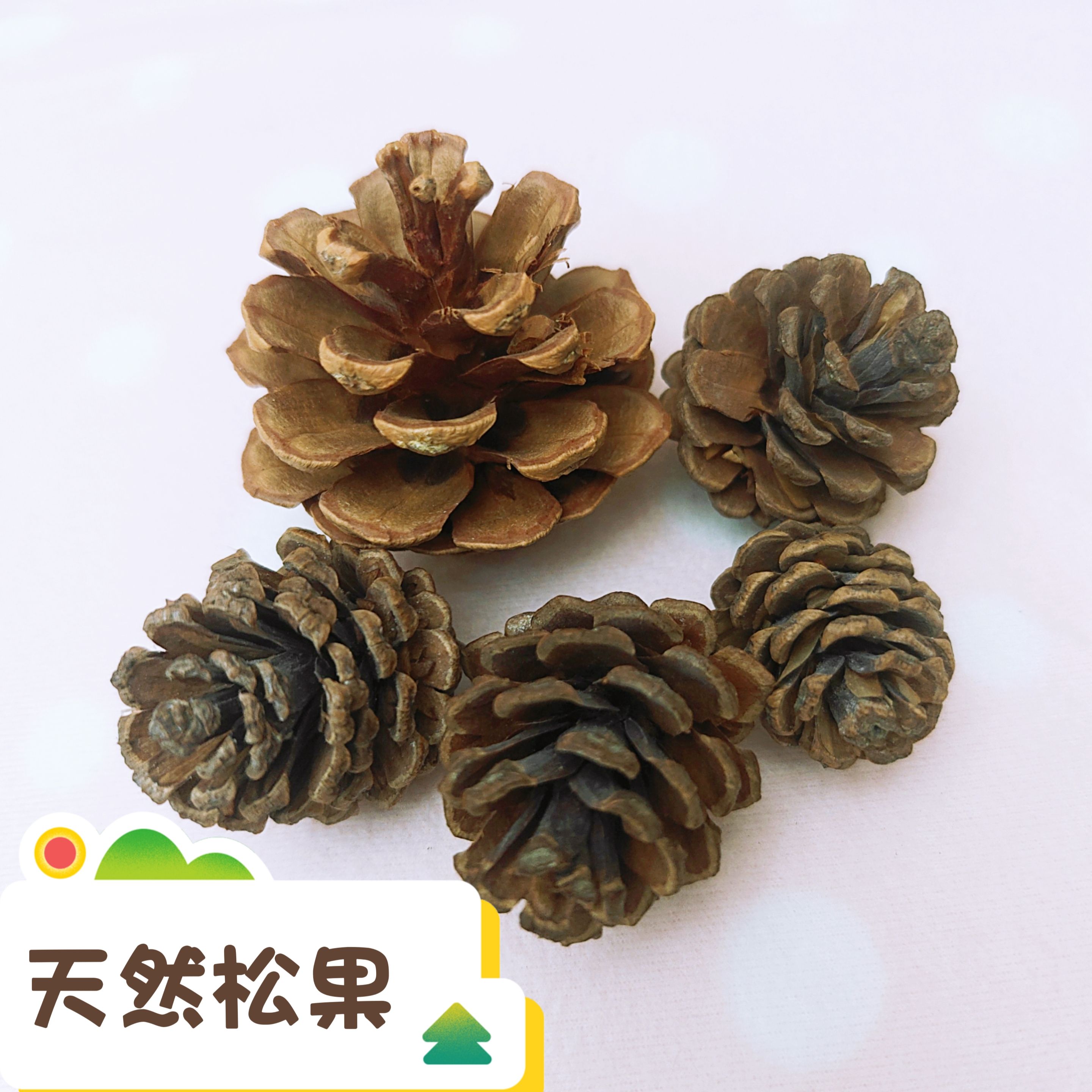 🏡龍貓安親班🏡［台灣現貨］天然松果 磨牙玩具 啃咬物 龍貓 兔子 天竺鼠 啃咬玩具 磨牙玩具 小寵玩具 鸚鵡