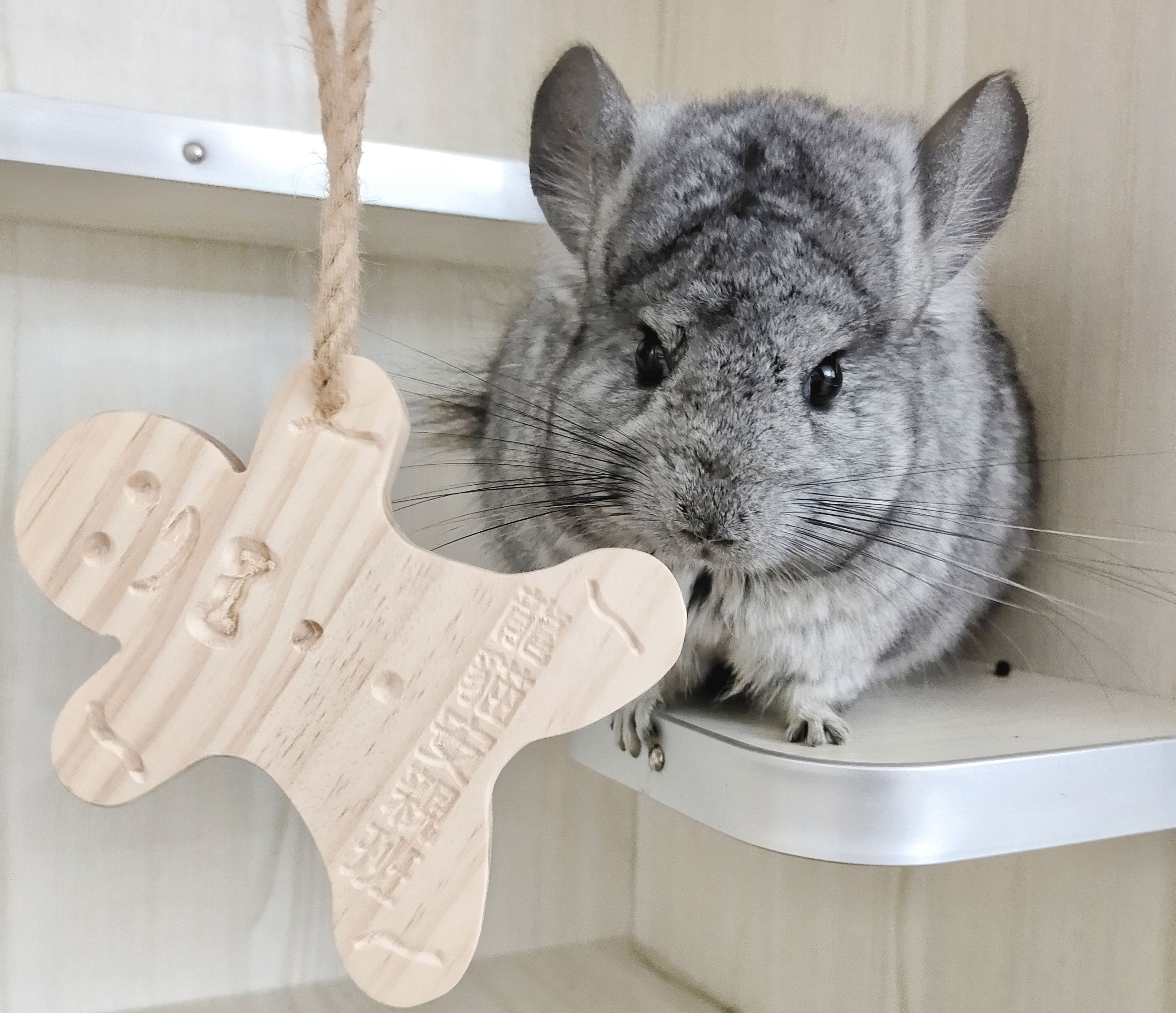 🏡龍貓安親班-獨家產品🏡［獨家台灣現貨］薑餅人造型啃咬掛件 紐西蘭進口松木 台灣製 龍貓啃木 龍貓玩具 兔子 天竺鼠