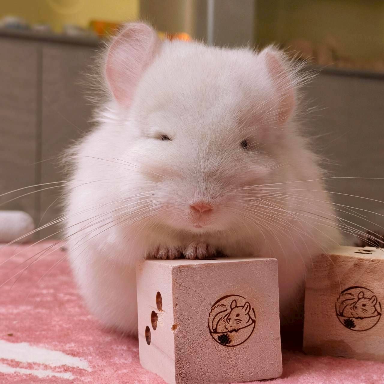 🏡龍貓安親班•高雄總店🏡［台灣現貨］歐洲進口白楊木 骰子造型 台灣製 收藏 啃咬玩具 磨牙玩具 兔子 天竺鼠 木製玩