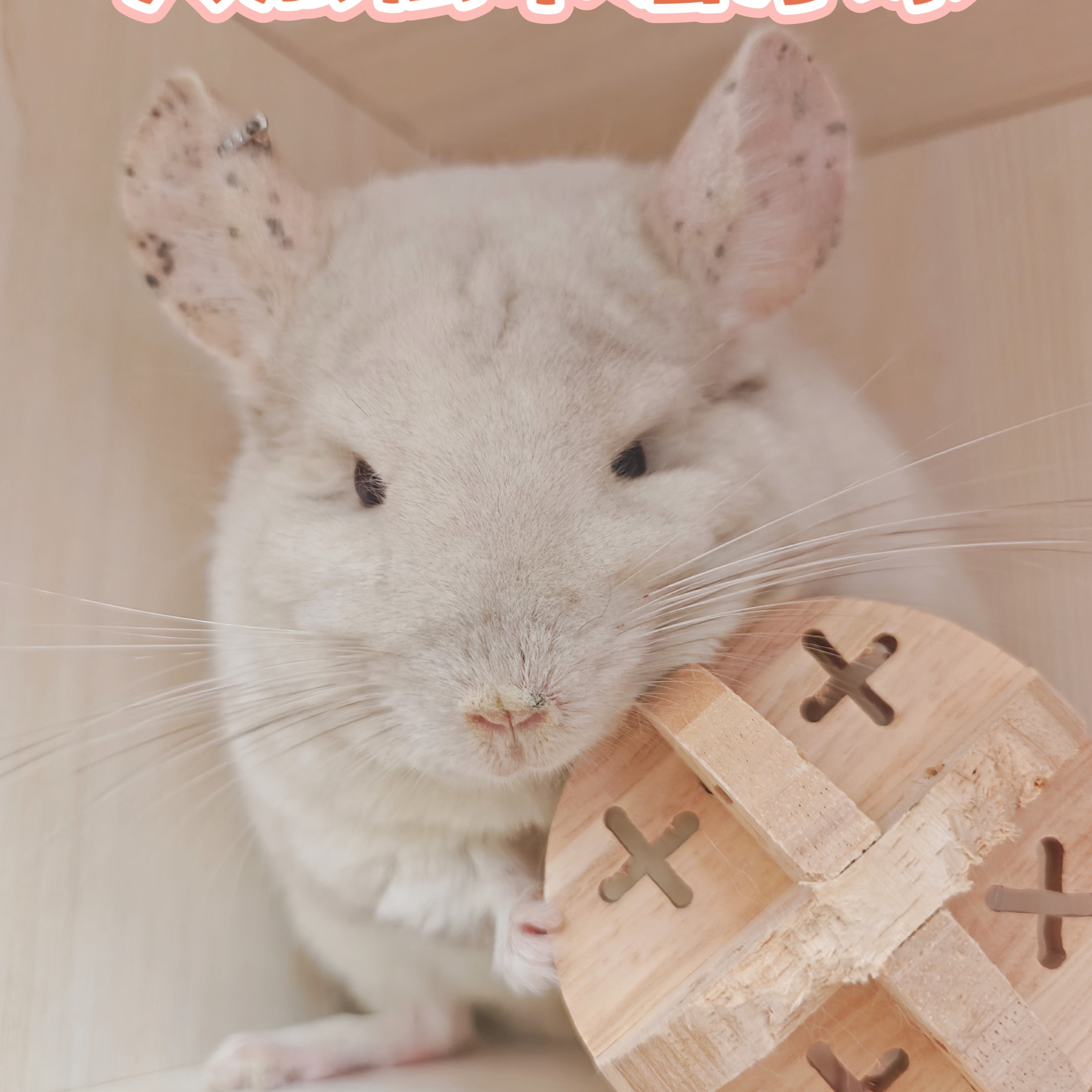 🏡龍貓安親班🏡［台灣現貨］天然松木製 原木玩具 原木球 龍貓啃木玩具 磨牙松木球 小寵玩具 兔子 天竺鼠 高雄實體店