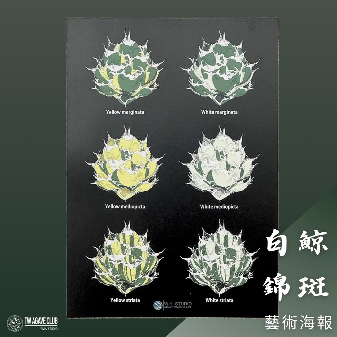 W.H. STUDIO 嚴龍白鯨 錦斑 藝術圖鑑 海報 A4大小