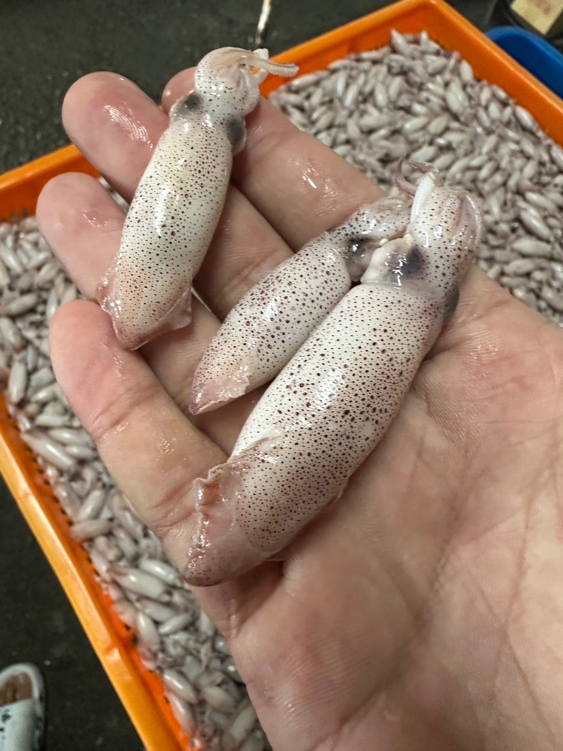 燈照咪咪卷