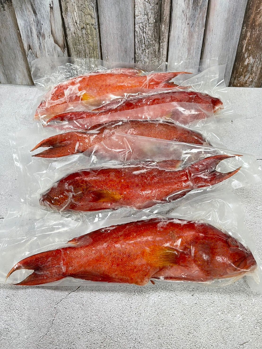 野生紅條石斑魚