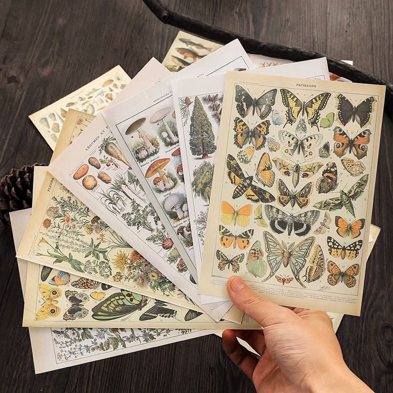𝑻𝒉𝒆 𝑹𝒂𝒅𝒊𝒐 𝑪𝒍𝒖𝒃 自然圖鑑復古素材紙 美式復古 嬉皮裝飾 森林系 蝴蝶圖鑑 復古擺拍