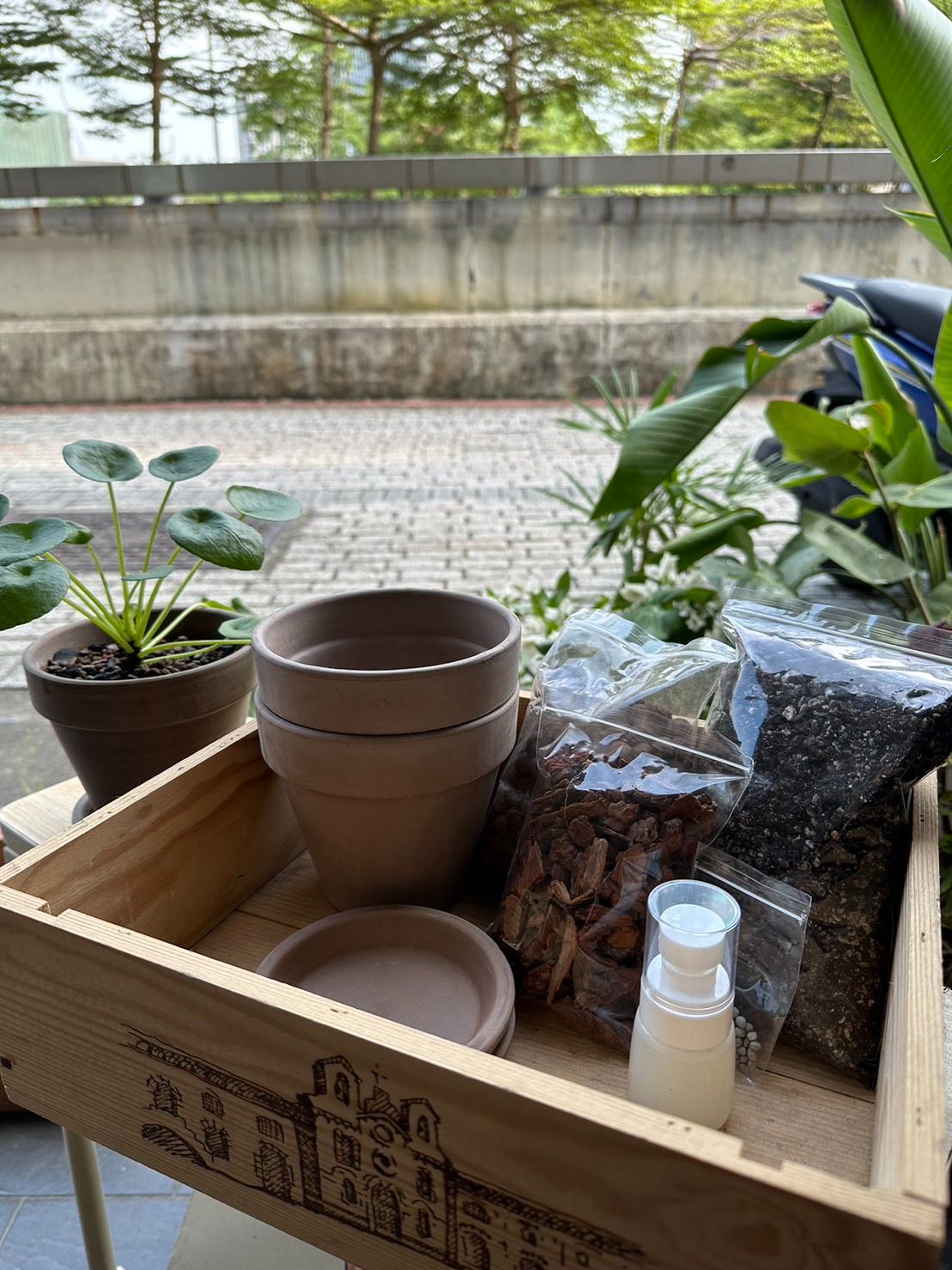 不手殘土土組 DIY苔球組