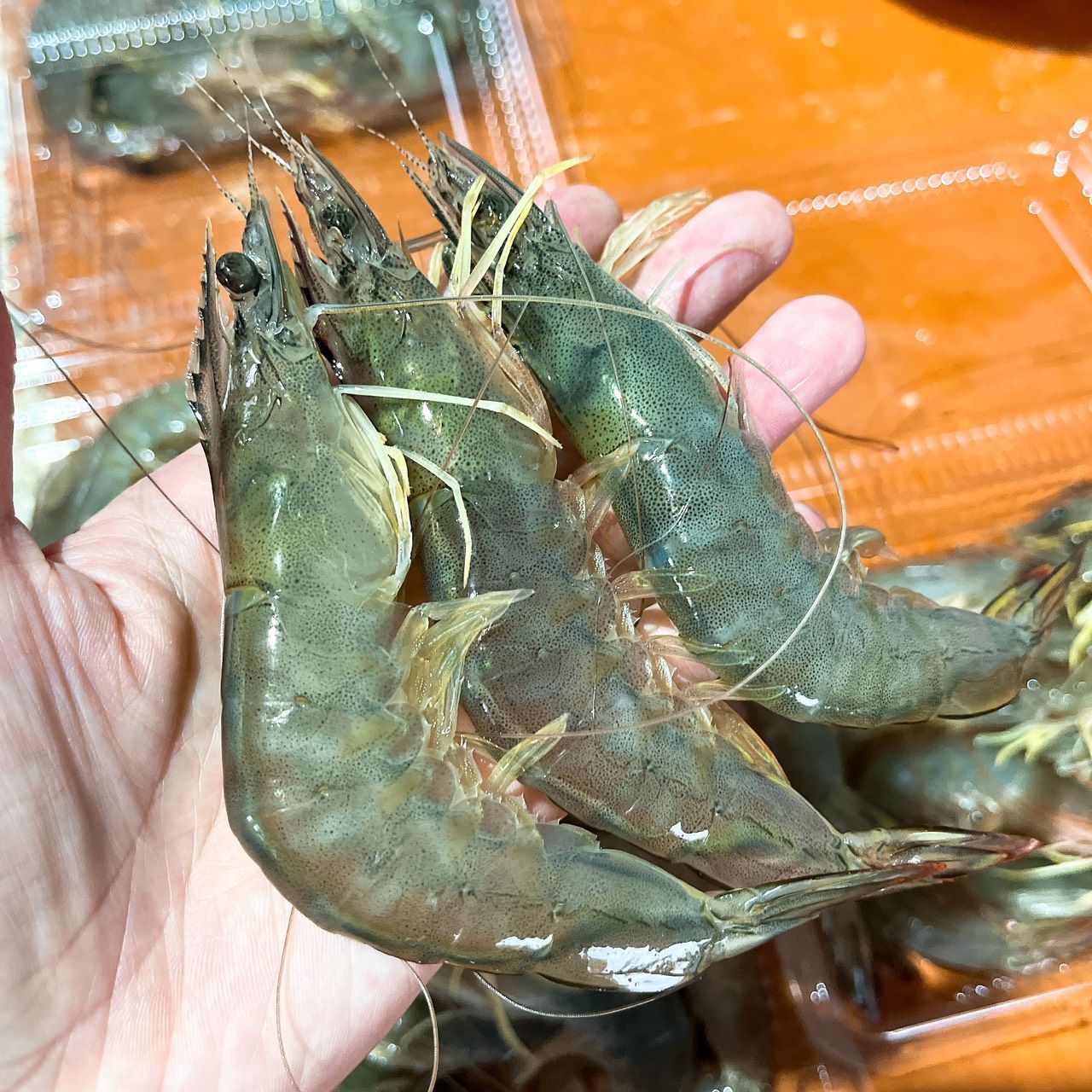 NEW!!!放網海蝦（部分有膏）