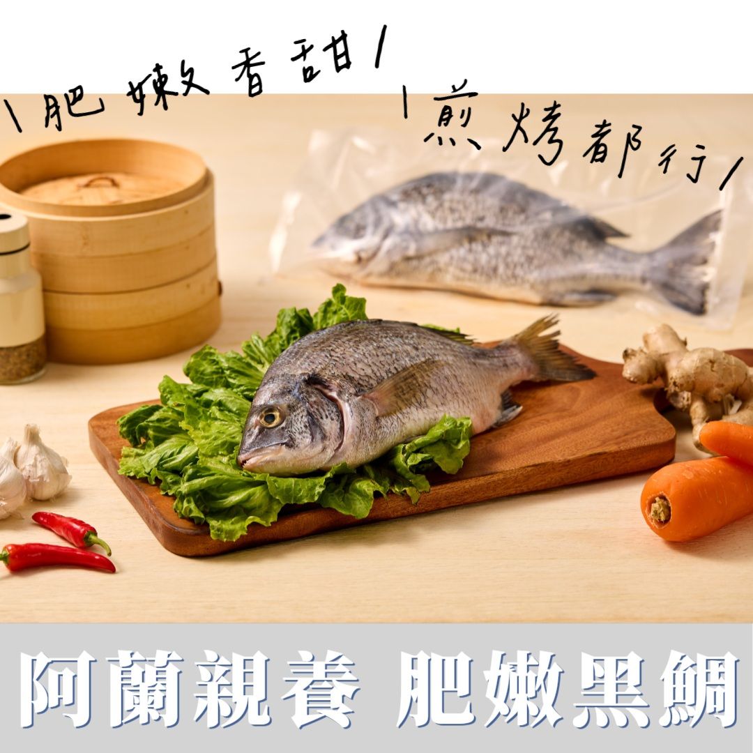 New!!!✨黑鯛來了!!!!