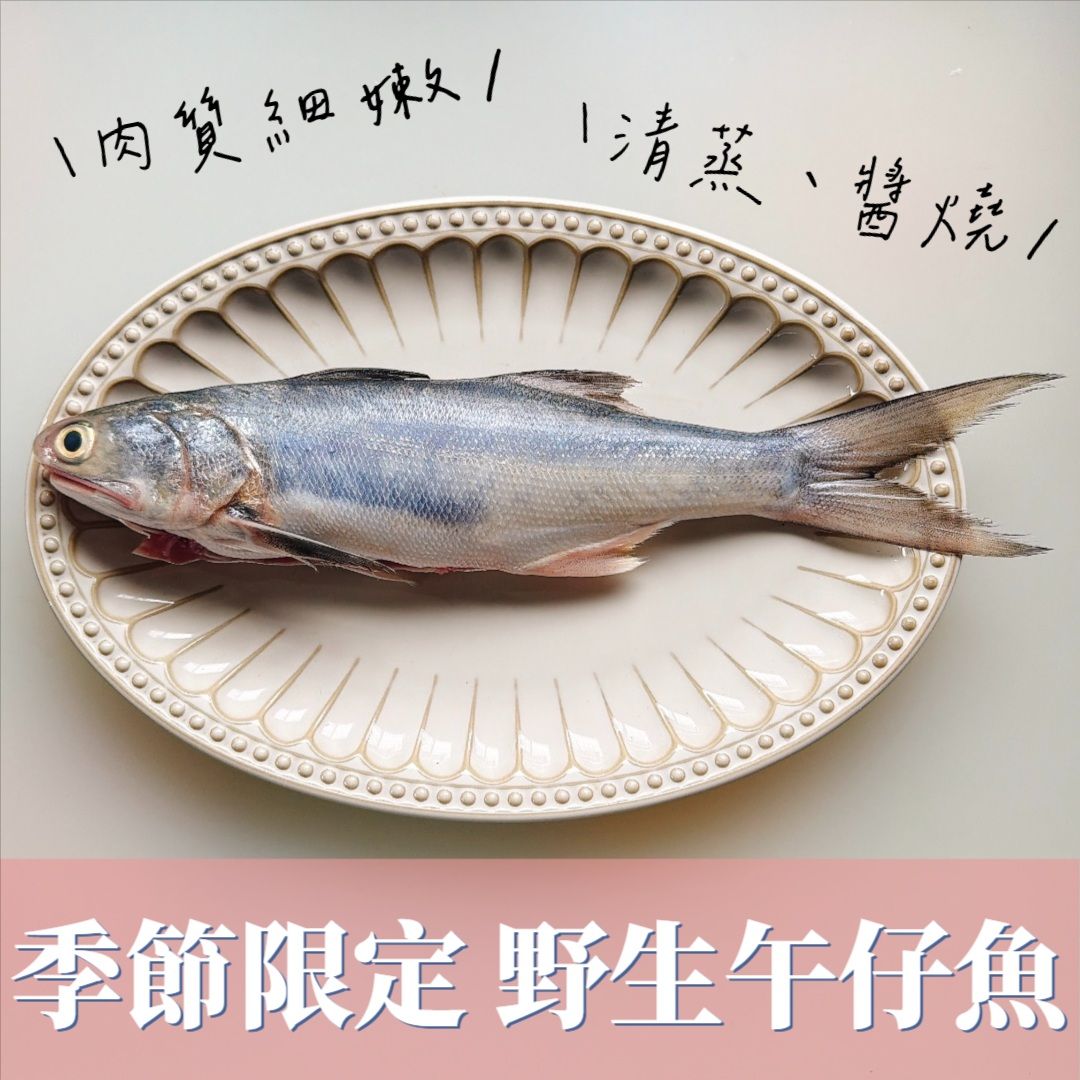 季節限定野生午仔魚
