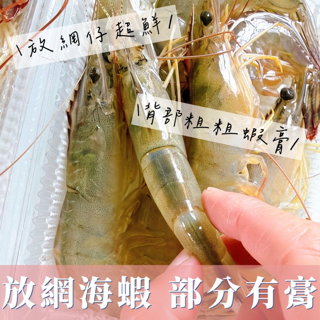 【新上架】超限定！野生放網海蝦