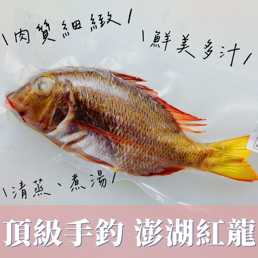 澎湖頂級手釣紅龍魚（完售不補）
