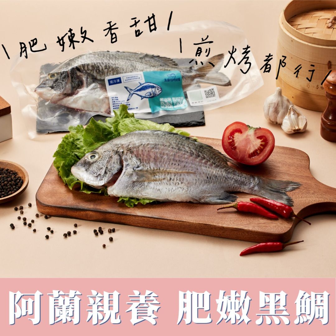 阿蘭養的美味黑鯛