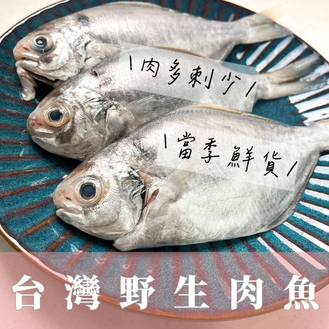 台灣野生肉魚