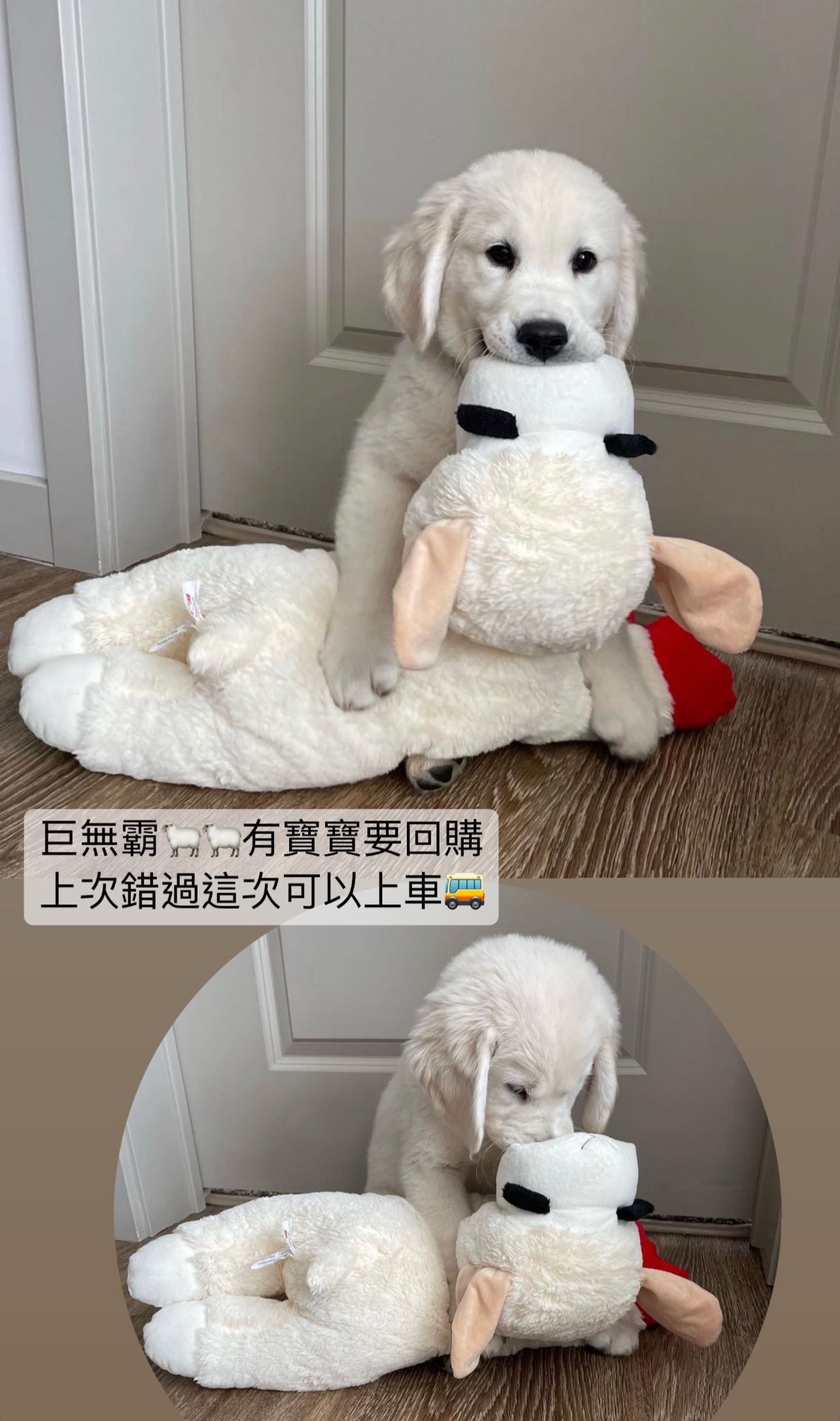 巨無霸豬叫🐑 陪伴玩具