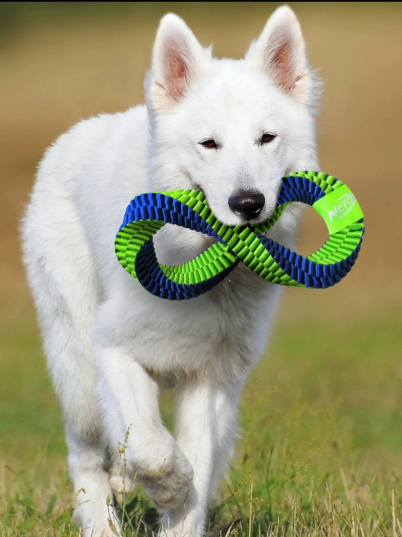 Nerf Dog Tuff Tug 手工編織玩具 耐咬拔河