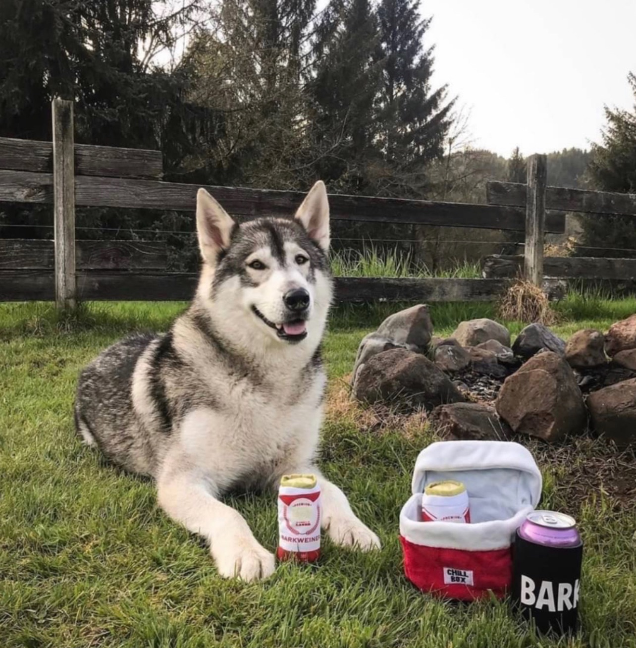 BARK 🍺CHILL一下 三件套 響紙+啾啾 嗅聞玩具