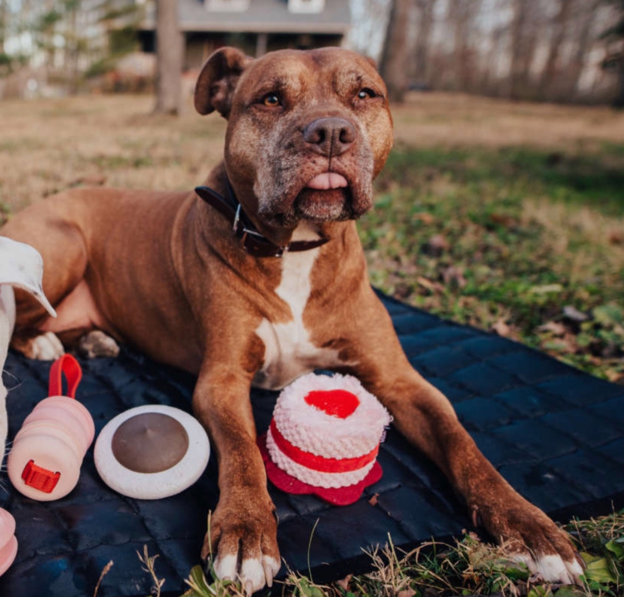 🇺🇸bark superchewer天然橡膠啃咬蛋糕 咬開有驚喜  點圖看更多