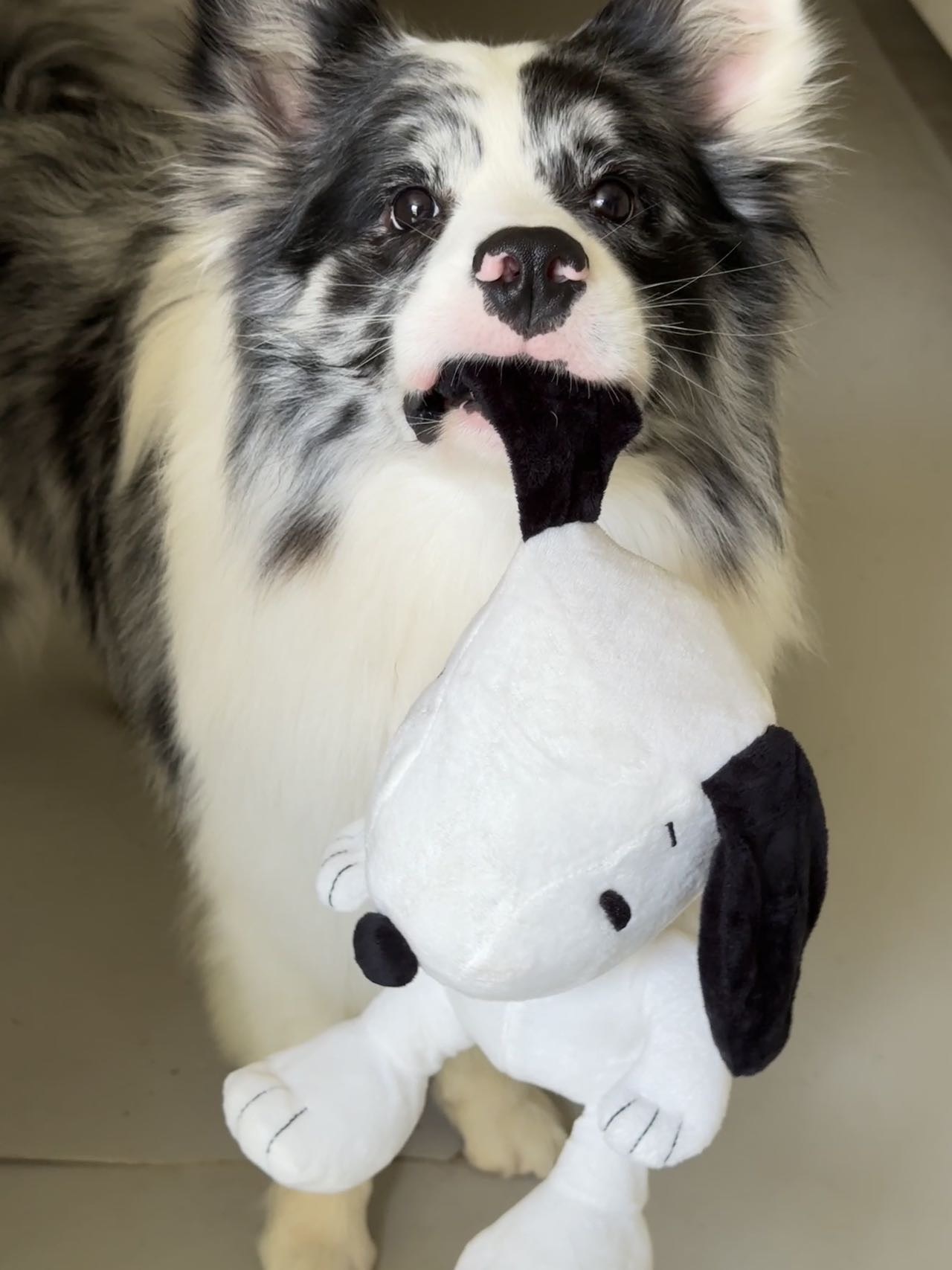 🤫特價中32*20cm肥嫩史努比 有啾啾聲不會掉毛