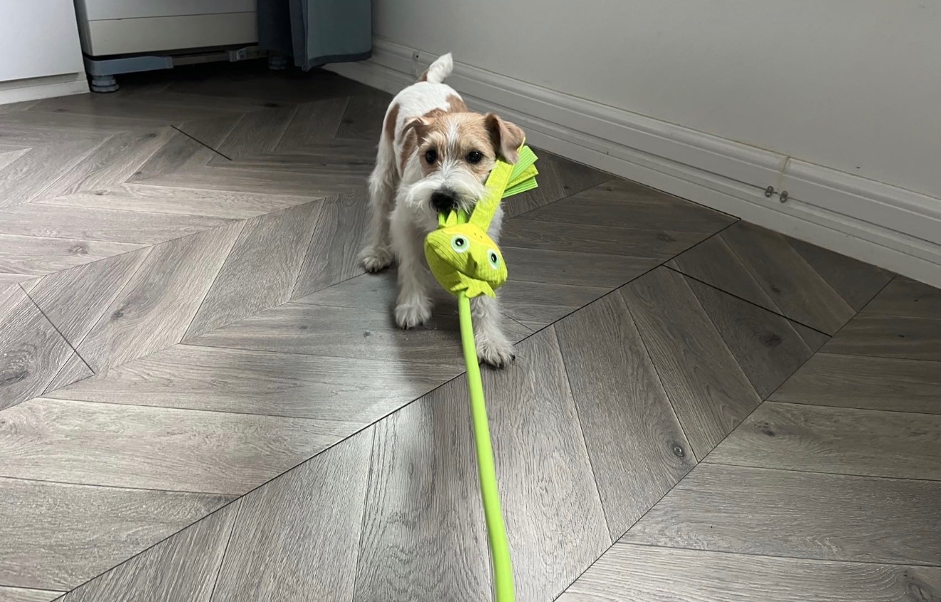 點圖看更多 特價🉐AFP橡膠牛津布彈力繩三合一互動玩具