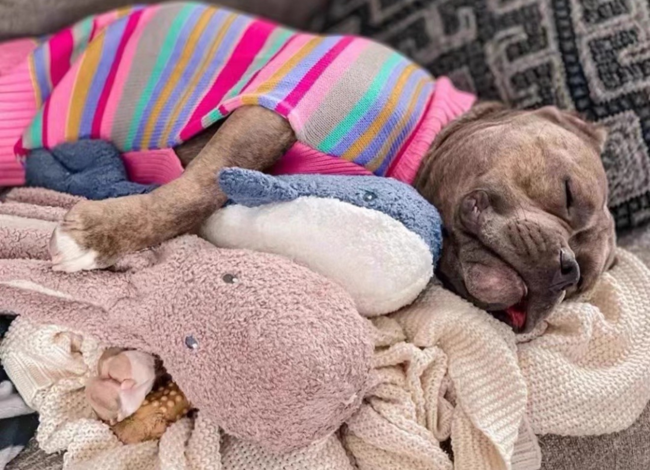 Tuff love鯨魚🐳＆章魚🐙 三層面料更加堅固 口感紮實