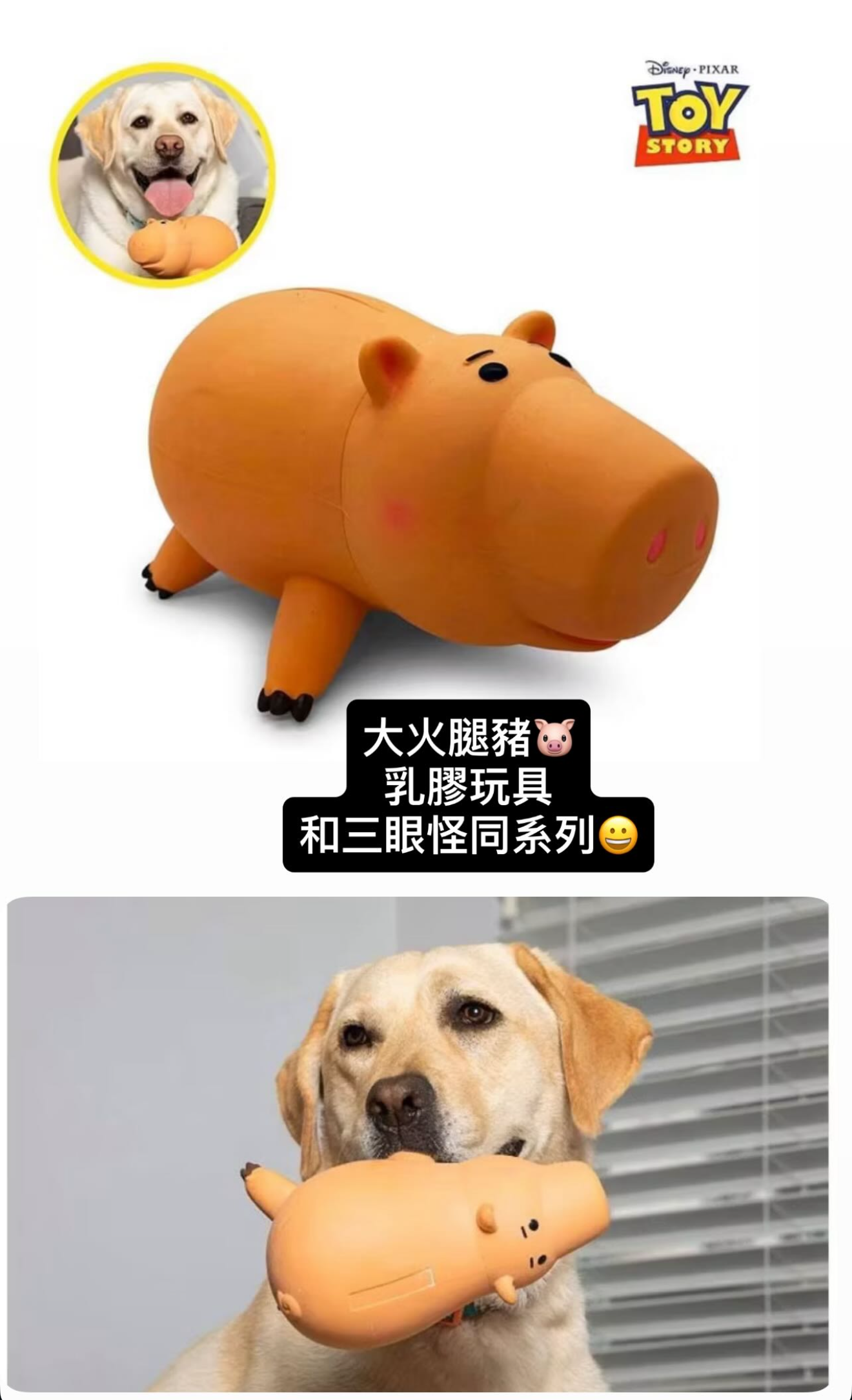超大乳膠培根豬 豬叫聲🐽🐽 點圖看更多