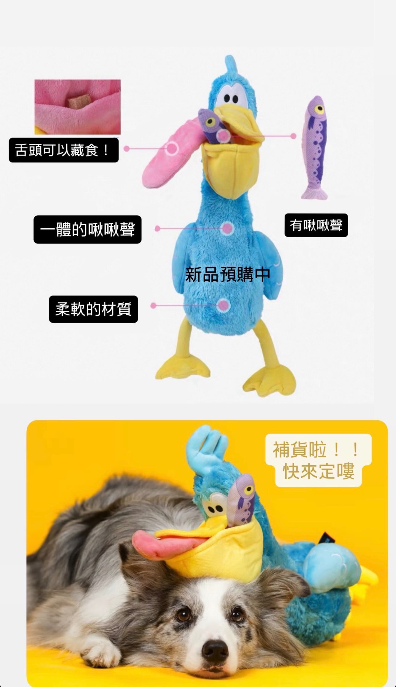 巨無霸藏食怪叫噠噠鳥 超勾錐