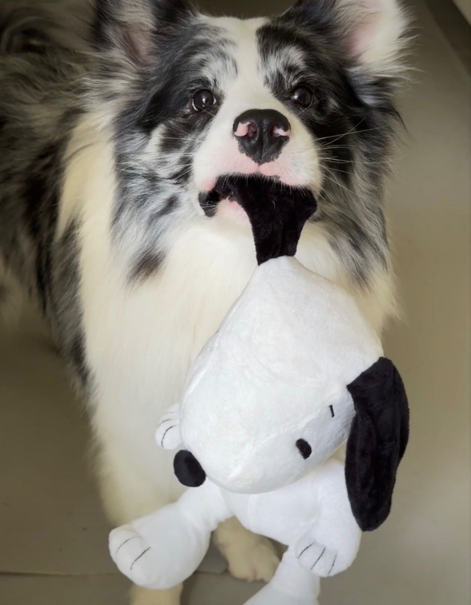 特價中32*20cm肥嫩史努比 有啾啾聲不會掉毛 如圖