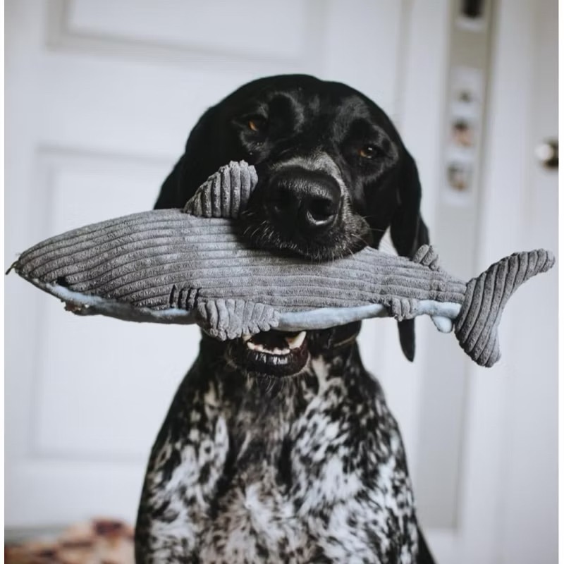 TALL TAILS寶特瓶鯊魚發聲玩具