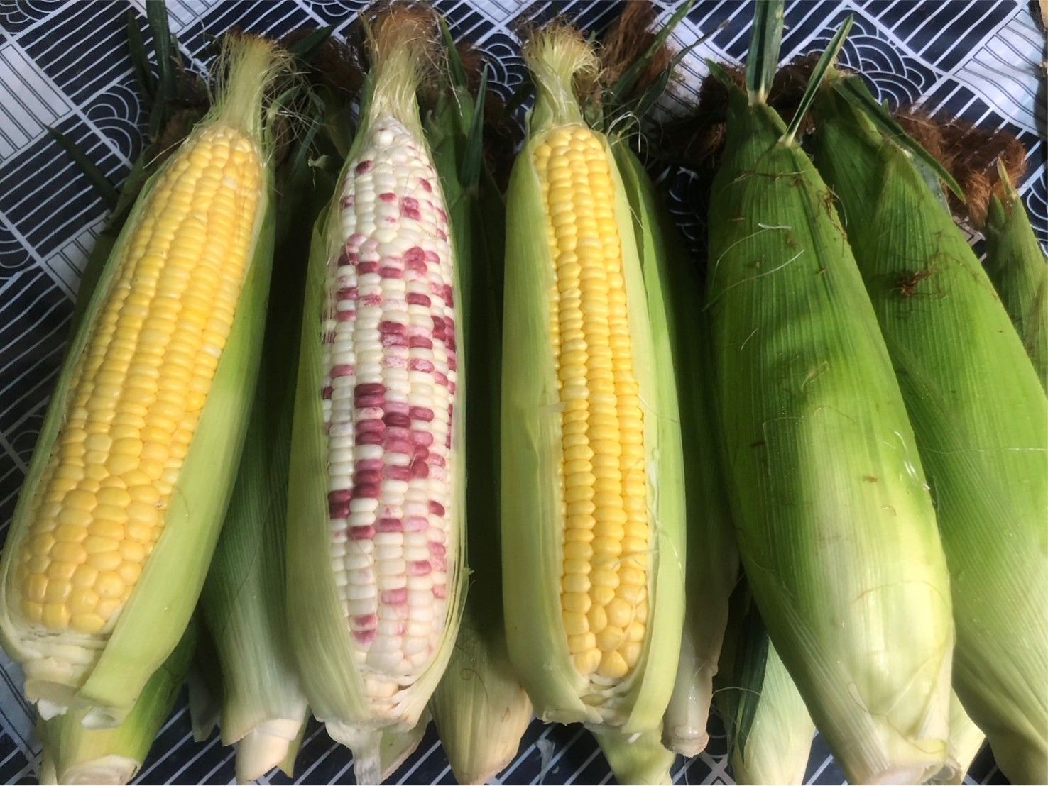 玉米🌽自產自銷🌽黃甜玉米🌽糯米玉米😊不是瑕疵品唷 品質優良 歡迎嚐鮮😋