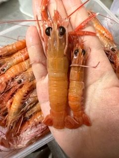生醃角蝦 12-14尾/生醃美食/生食級料理/高級海鮮/海螯蝦🦞（目前訂單6月1號之後出貨）