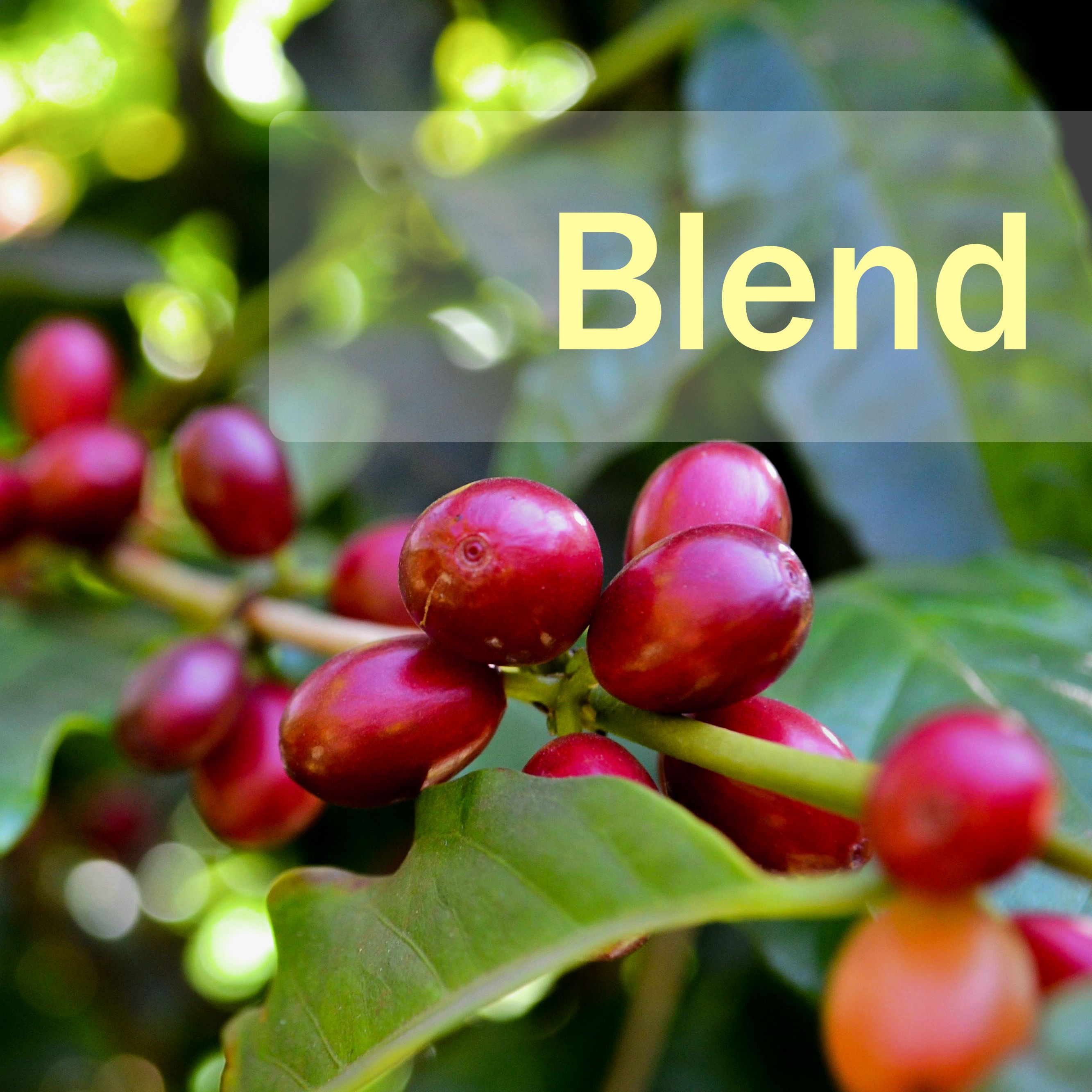 Mia Coffee Roaster 配方咖啡豆