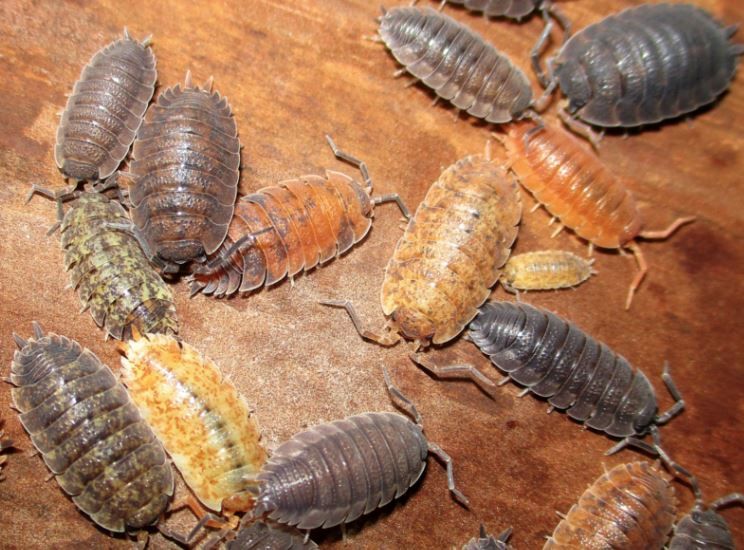 P屬一區紀念貼紙