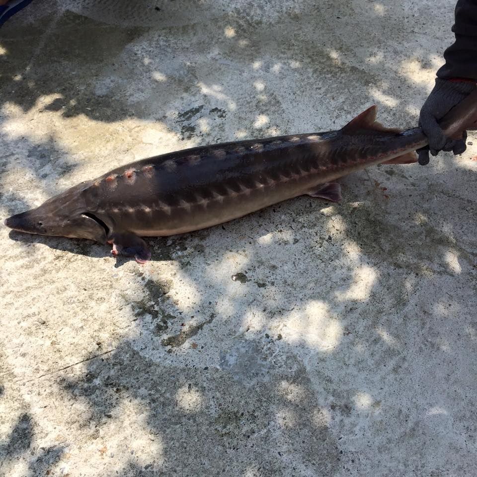 生鮮鱘龍魚-整尾販售