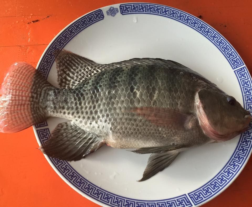 生鮮台灣鯛魚-整尾販售