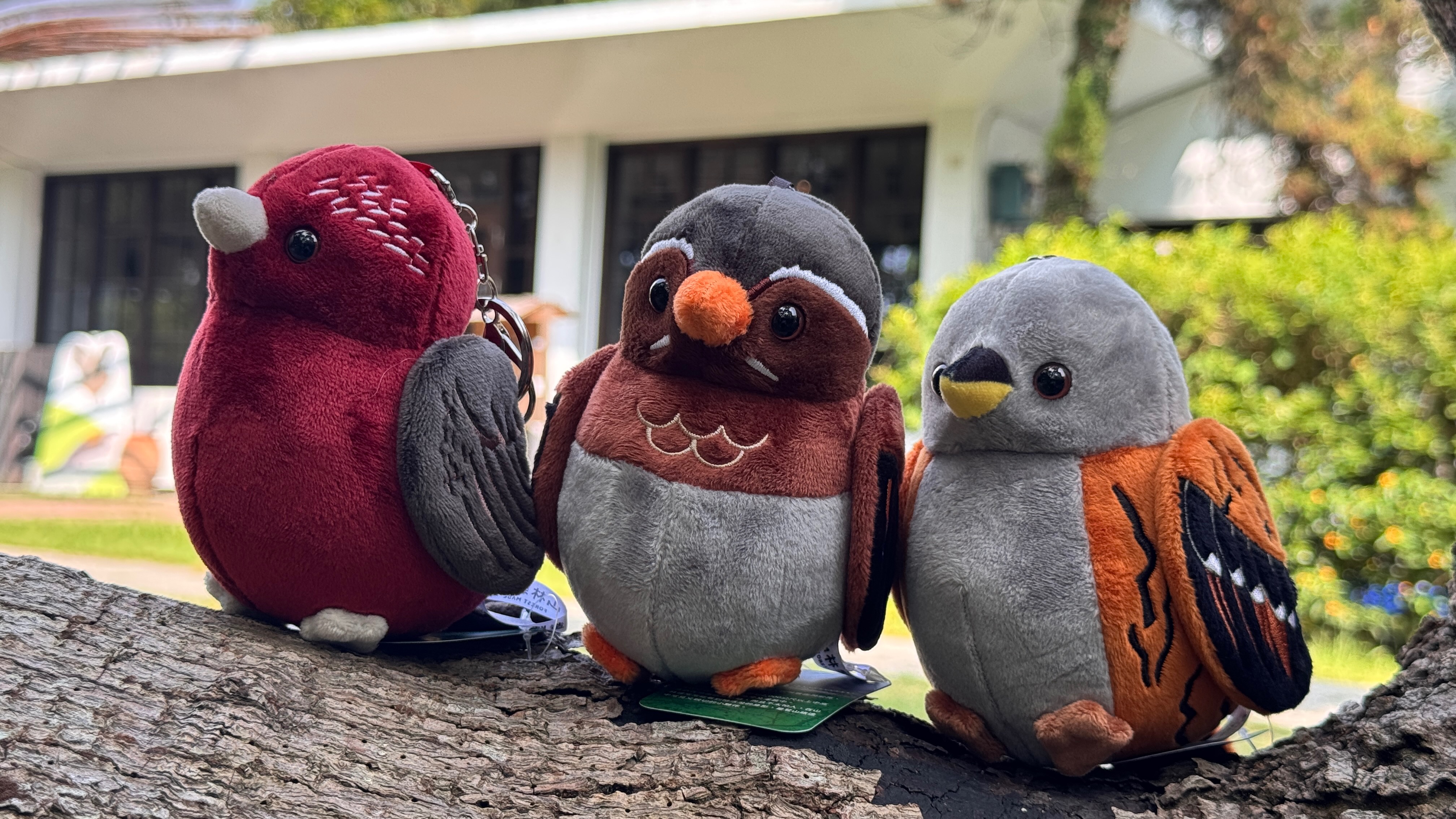 合歡山寶｜臺灣朱雀、岩鷚、臺灣噪眉