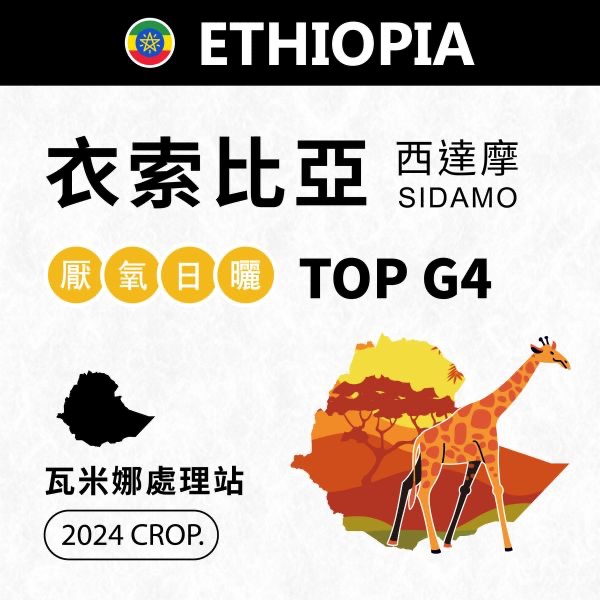 2024 衣索比亞 | TOP G4 | 厭氧日曬 | 瓦米娜處理站 Wamena | Sidamo 西達摩