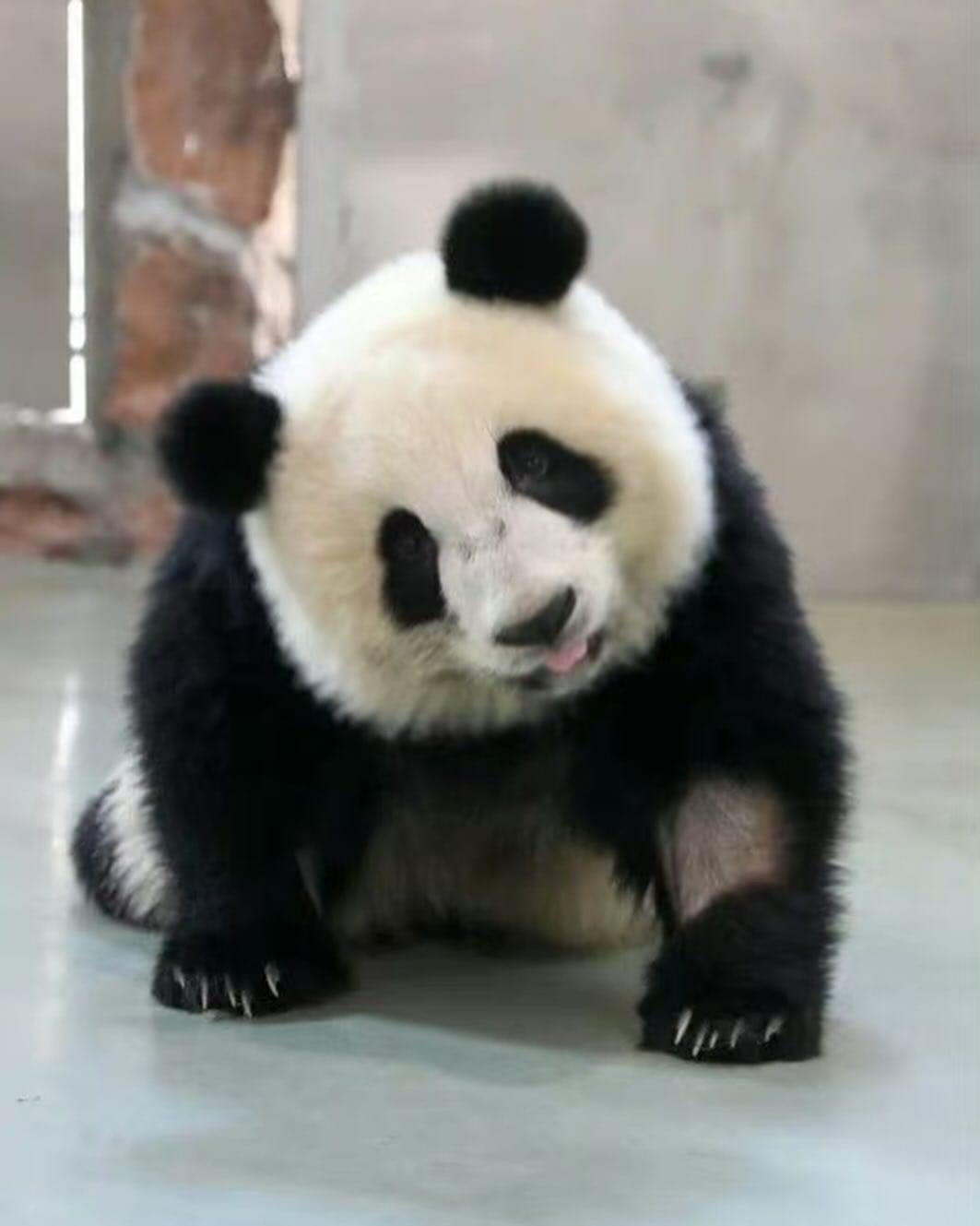 熊貓