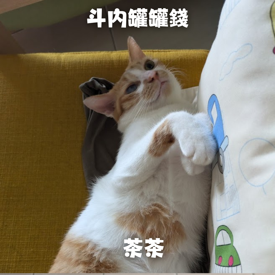 貓咪飼料斗內（勿單獨下單 需與其他商品合併購買）