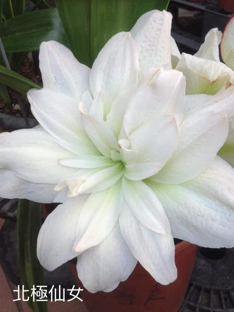 編號40、Arctic Nymph  北極仙女 （北冰寧芙）花徑20公分