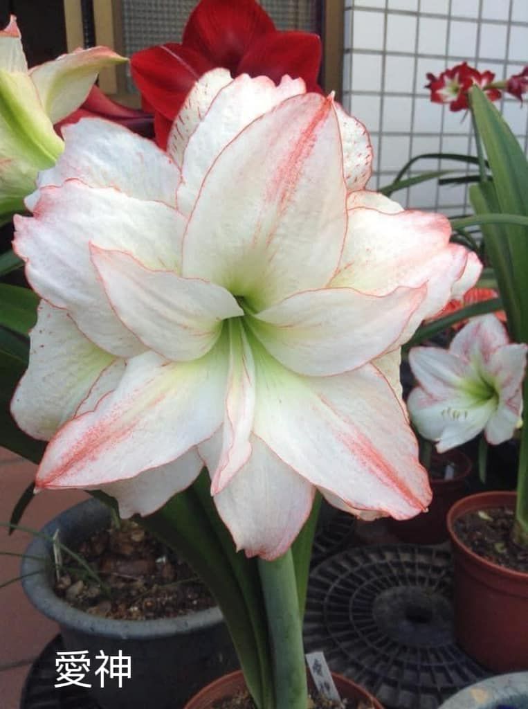 編號7.Aphrodite 愛神