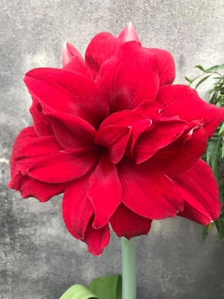 編號39、Amaranthia（重瓣黑天鵝、阿瑪蘭迪、雅瑪蒂亞） 大花品系