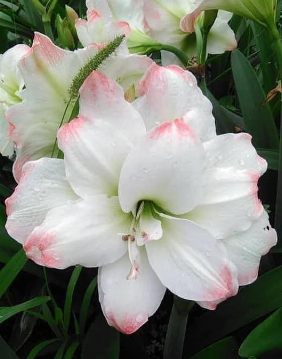 編號37. Amadeus阿瑪迪斯