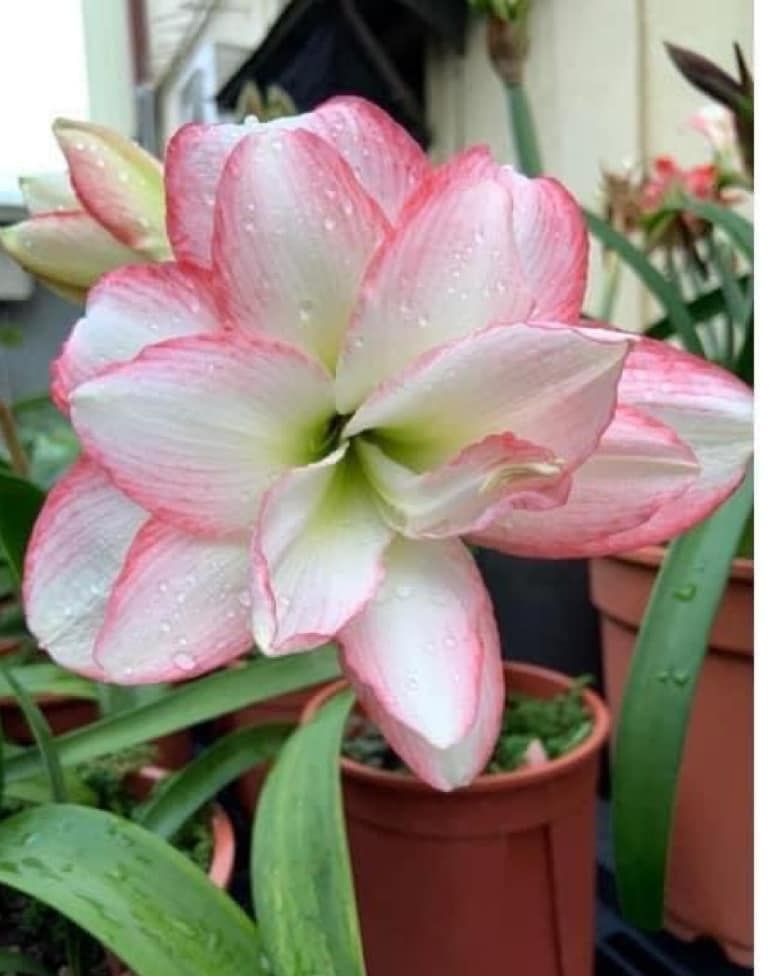 育種孤#夢幻精靈 # 特大開花球7~8公分