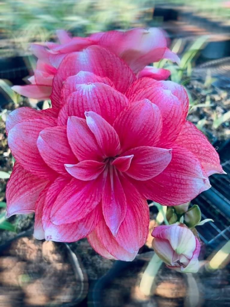 32、Double Dream 雙夢 開花球