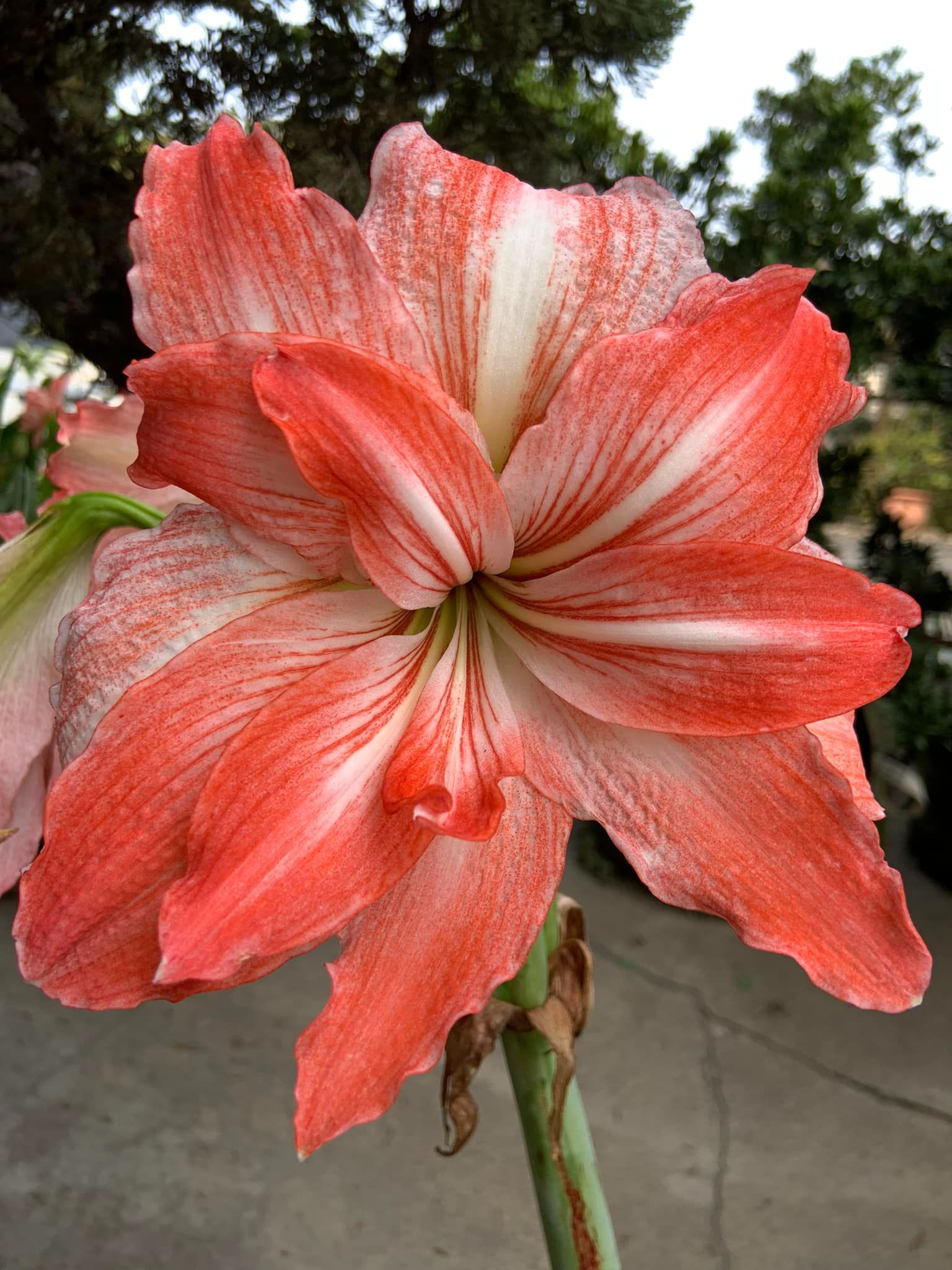 編號19、Lady Jane 珍女士  開花球