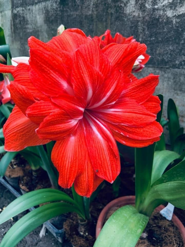 編號203、Double Circus橙色雙芯 （雙馬戲團）開花球