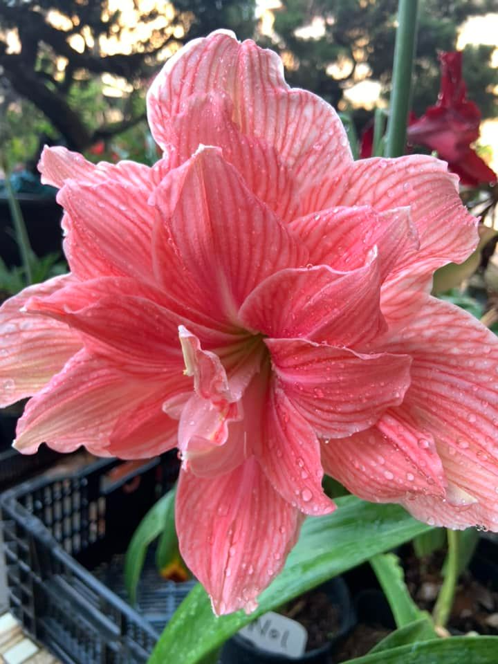 編號29、Sweet Nymph甜蜜寧芙 開花球