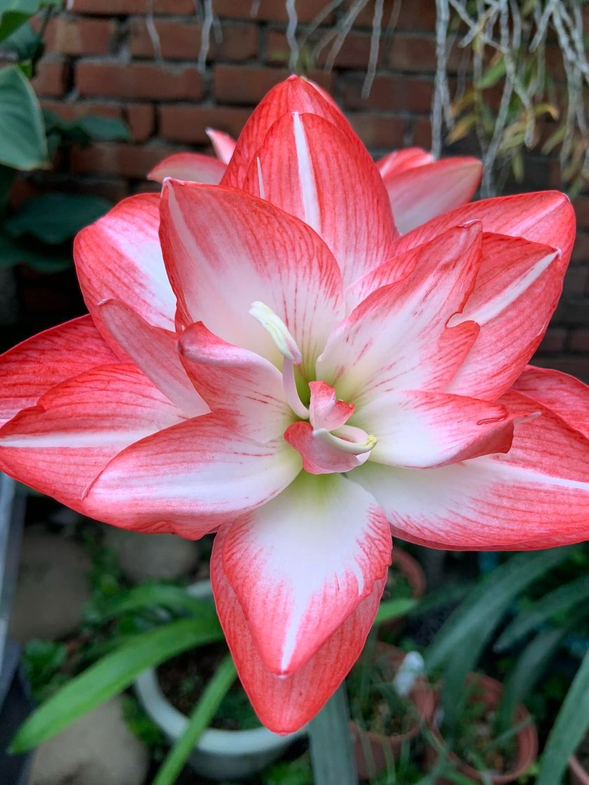 編號 10、Blossom Peacock 千禧（花孔雀）特大球8~9公分