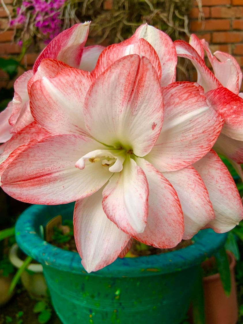 育種孤~粉珍珠  開花球