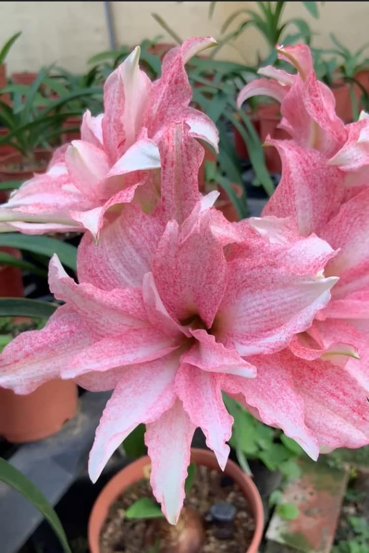 育種孤~氣質美女  開花球